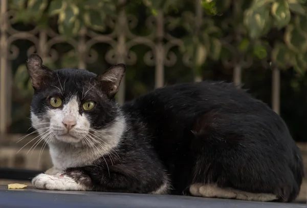 Close-up of The cute cat is sitting on pickup truck roof and looking straight at the camera. Street cat. No focus, specifically.