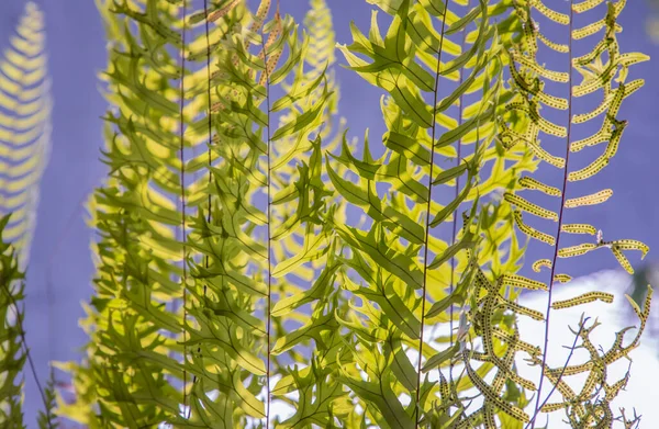 Beau Fond Avec Jeunes Feuilles Fougères Vertes Soleil Parfait Motif — Photo