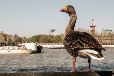 Londra şehir merkezindeki Thames nehrinin setinde taş duvarda dinlenen yabani kır faresi. Greylag Goose Anser anser, Anatidae familyasından Anatidae familyasından bir kaz türü..