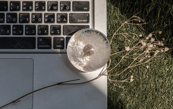 在笔记本电脑键盘上的玻璃纸薄荷花 技术与自然相结合的概念 有选择的重点 — 图库照片