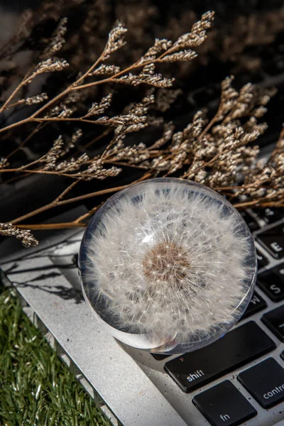 Fiore Crepis Foetida Fermacarte Vetro Sulla Tastiera Del Computer Portatile — Foto Stock