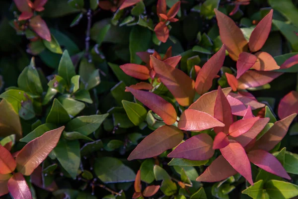 金银花的红叶光色 花的叶子被提起 在早晨接受柔和的阳光 浓密的绿叶与红色的花 复制空间 — 图库照片