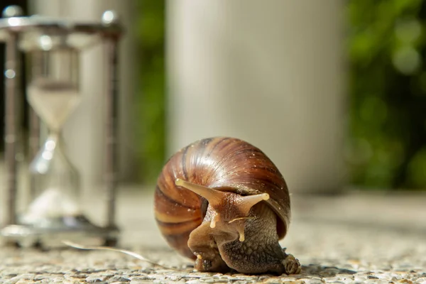 Dark Achatina Snail Dark Shell Crawling Stone Floor Hourglass Deadline — Stock Photo, Image