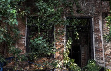 Bangkok, Tayland - 29 Ağustos 2020: Kırık ahşap kapı ve yeşil sarmaşık bitkisiyle kaplı eski pencerelerden terk edilmiş bir binaya bakmak zaman içinde bozulmaya bırakıldı. Geleneksel Mimarlık Biçimi, Seçici Odaklanma.