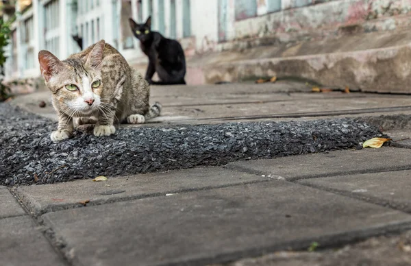 Street Cat Sitting Footpath Hungry Need Food Focus Blur — Stock Photo, Image