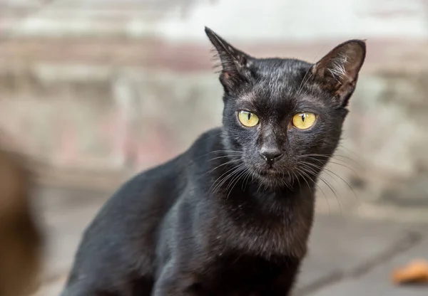 Уличная Черная Кошка Сидит Тропинке Осторожно Смотрит Камеру Голоден Нуждается — стоковое фото