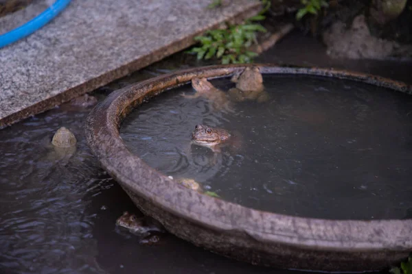 Common brown frog or European grass frog (Rana temporaria) against background of small garden pond. Selective focus.