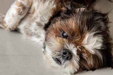 Tembel köpek. Komik Shih tzu köpeği evde yerde uyuyor ve dinleniyor. Hayvan yaşam tarzı ve sağlık konsepti.