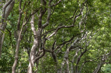 Güneş ışığı, doğal ormanın yaprakları arasında parlıyor..
