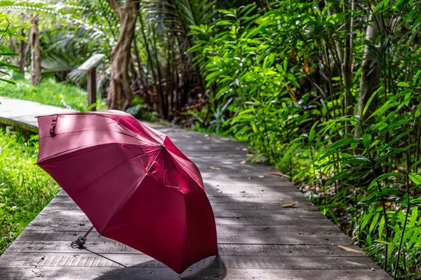 Paraguas Rojo Ubicado Una Pasarela Madera Día Soleado — Foto de Stock