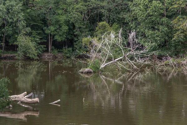 Árbol Roto Largo Del Río Que Sentía Agua —  Fotos de Stock