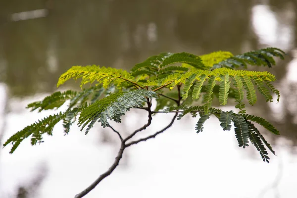 Ung Gren Med Gröna Blad Sticker Över Vattnet Naturbakgrund — Stockfoto