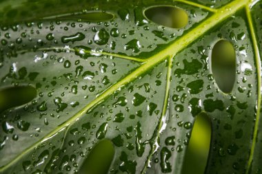 Yeşil arkaplan yapraklarına su damlaları yakın plan. Seçici odak.