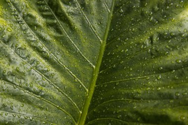 Yeşil arkaplan yapraklarına su damlaları yakın plan. Seçici odak.