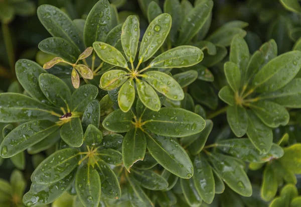 Water Drops Schefflera Actinophylla Leaves Beautifully Blooming Garden Selective Focus — Stock Photo, Image