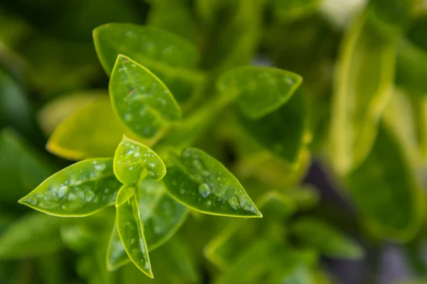 Water Drops Wisteria Frutescens Leaves Beautifully Blooming Garden Selective Focus — Stock Photo, Image