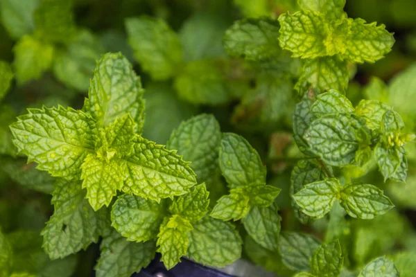 Menta Háttér Zöld Levelek Növényi Levelek Nőnek Zöldségkertben Szelektív Fókusz — Stock Fotó