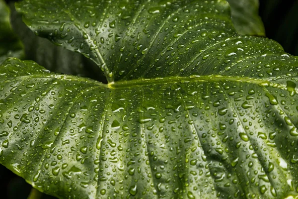Közelkép Víz Csepp Philodendron Melinonii Brongn Zöld Háttér Levelek Szelektív — Stock Fotó
