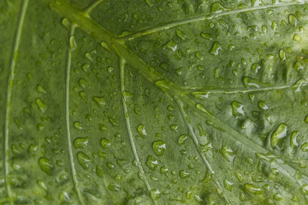 Close Water Drops Green Background Leaves Selective Focus — Stock Photo, Image