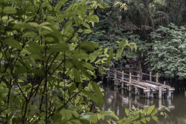 Küçük bir nehrin üzerinde tahta bir köprü ya da yeşil ağaçların arka planında bir gölet..