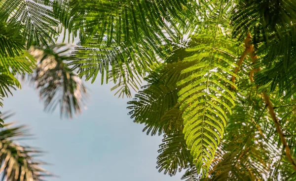 庭のぼやけた緑の上にペルシャシルクの木 Albizia Julibissin の小さな緑の葉を通過する日光の詳細 穏やかなリラクゼーションの雰囲気 デザインのための自然概念 選択的焦点 — ストック写真