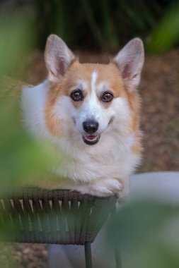 Mutlu, açık ağızlı bir ifadeyle oturan Pembroke Welsh Corgi kameraya baktı. Metin için boşluk, Seçici odak.