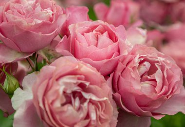 Şirin Pembe Çiçekler 'Saffie-Rose' güzel kızları Saffie-Rose 'un anısına yapılan özel bir gül bitkisi orta büyüklükte, yumuşak, pembe bir görkem çiçeğidir. Hafif bir parfümü var. Duvar kağıdın olarak kullan., 