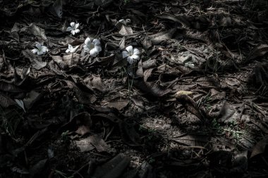 Çimlere düşen Leelawadee 'deki beyaz tesisat. Yazılar için yeri olan Tayland Güzel ve Muhteşem Çiçeği.