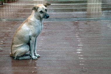 Yağmurlu bir günde, bataklığın üzerindeki Wood Köprüsü yolunda duran bir köpek. Boşluğu kopyala.