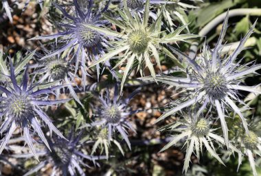 Halk arasında mavi devedikeni olarak bilinen Sea Holly bir doku ve ışık başyapıtıdır. Çarpıcı, mimari formları parlak bir menekşe mavisi ile yıkanarak yaz sıcağında serin tonlu bir odak noktası oluşturuyor. Mevsim zirvedeyken,