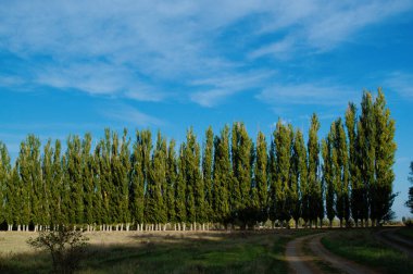 Kavak sokağı ve mavi gökyüzü, güzel manzara..