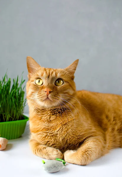 Ginger, red cat eat green grass. green juicy grass for cats, sprouted oats useful for cats. Veterinary medicine, veterinary medicine, treating pets.