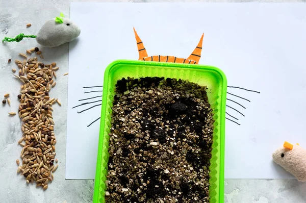 집에서 단계적으로 고양이를 초록과 수의학을 플라스틱 냄비에 동물을 치료하는 — 스톡 사진