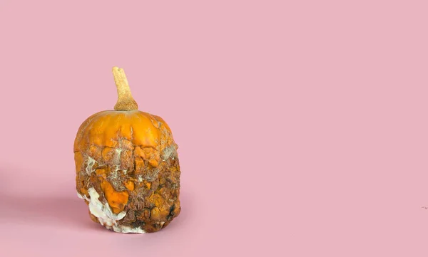 rotten missing pumpkin. Rotten moldy pumpkin on pink background. A photo of the growing mold. Food contamination, bad spoiled disgusting rotten fruit. food leftovers.Copy space