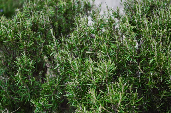 Çiçekli biberiye çalısı. Rosmarinus officinalis, Lamiaceae. Baharatlar. — Stok fotoğraf