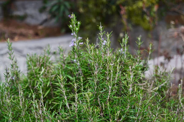 Arbusto de romero en flor. Rosmarinus officinalis, Lamiaceae. Sazonadores. — Foto de Stock