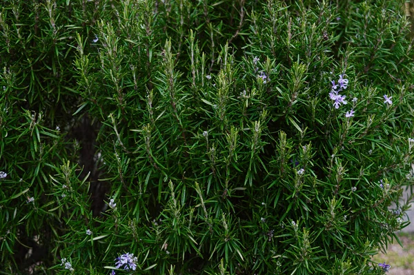 Virágzó rozmaringbokor. Rosmarinus officinalis, Lamiaceae-k. Fűszerek. — Stock Fotó