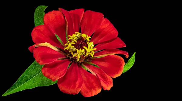 Zinnia flower. Autumn flowers. Isolated background. Close-up. High-resolution macro photography. Full depth of field. Print and design concept