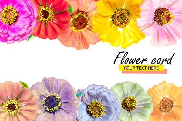Carte Florale Faite Fleurs Zinnia Brillantes Fond Isolé Gros Plan — Photo