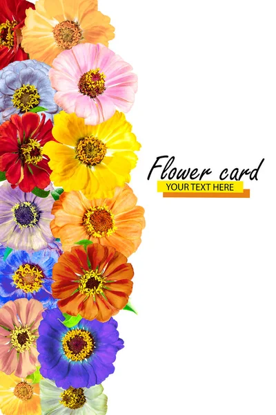 Tarjeta Floral Hecha Flores Brillantes Zinnia Fondo Aislado Primer Plano — Foto de Stock