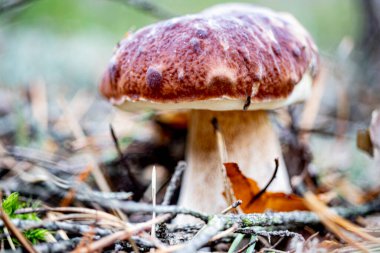 Calluna vulgaris. Ormanda beyaz mantar. Doğal doğa. Elit mantar. Bulanık sonbahar renkleri. Seçici odak, sığ derinlik