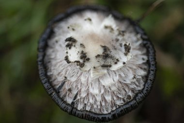 Coprinus koması. Coprinopsis atramentaria. Tüylü mantar. Baharda çimenlikte yetişen mantarlar. Çiyli otlar. Doğal doğa. Bulanık sonbahar renkleri. Seçici odak, sığ derinlik