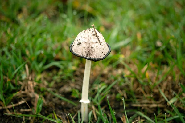 Coprinus Comatus Coprinopsis Atramentaria Kudłaty Grzyb Grzyby Rosnące Trawniku Jesienną — Zdjęcie stockowe