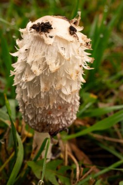 Coprinus koması. Coprinopsis atramentaria. Tüylü mantar. Baharda çimenlikte yetişen mantarlar. Çiyli otlar. Doğal doğa. Bulanık sonbahar renkleri. Seçici odak, sığ derinlik