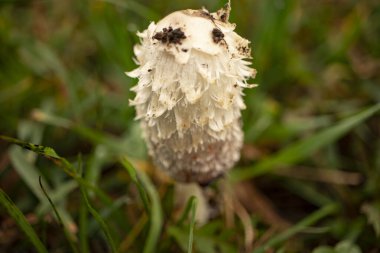 Coprinus koması. Coprinopsis atramentaria. Tüylü mantar. Baharda çimenlikte yetişen mantarlar. Çiyli otlar. Doğal doğa. Bulanık sonbahar renkleri. Seçici odak, sığ derinlik