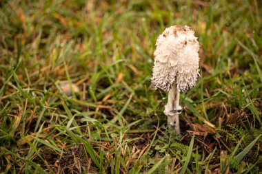 Coprinus koması. Coprinopsis atramentaria. Tüylü mantar. Baharda çimenlikte yetişen mantarlar. Çiyli otlar. Doğal doğa. Bulanık sonbahar renkleri. Seçici odak, sığ derinlik
