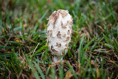 Coprinus koması. Coprinopsis atramentaria. Tüylü mantar. Baharda çimenlikte yetişen mantarlar. Çiyli otlar. Doğal doğa. Bulanık sonbahar renkleri. Seçici odak, sığ derinlik