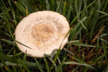 Coprinus koması. Coprinopsis atramentaria. Tüylü mantar. Baharda çimenlikte yetişen mantarlar. Çiyli otlar. Doğal doğa. Bulanık sonbahar renkleri. Seçici odak, sığ derinlik