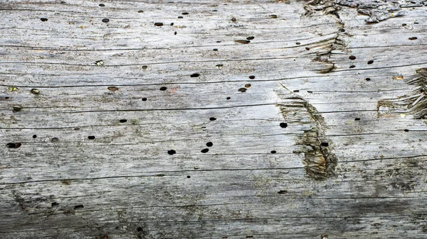 Antiguo Muro Madera Comido Por Escarabajo Corteza Textura Madera Envejecida — Foto de Stock