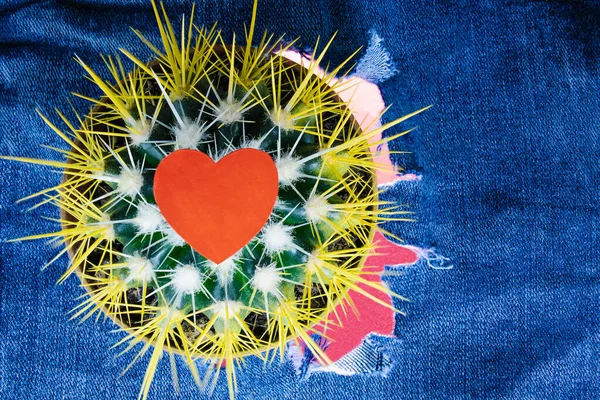 Kaktusz Vörös Szívvel Szakadt Farmernadrág Hátterében Szerelem Romantika Komplex Kapcsolatok — Stock Fotó